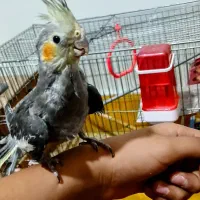 دو عدد عروس هلندی دستی|پرنده|فولادشهر, B2|دیوار