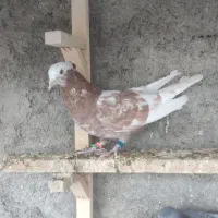 کبوتر چپ و خوشرنگ و سرور و دوکت|پرنده|لنجان, |دیوار