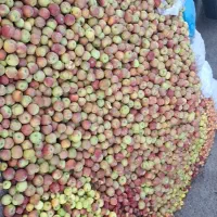 خریدار سیب‌ زیردرختی با بالاترین قیمت|خدمات باغبانی و درختکاری|زنجان, |دیوار