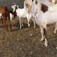 نری پاکستانی|حیوانات مزرعه|فاریاب, |دیوار