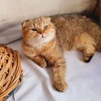 اسکاتیش مانچکین