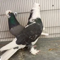 کبوتر کفتر ۳ جفت عالی|پرنده|فردیس, قریشی|دیوار