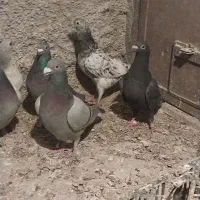 کبوترپلاکی و کوهی نامور