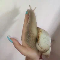 حلزون آچاتینا|خزنده|زنجان, |دیوار