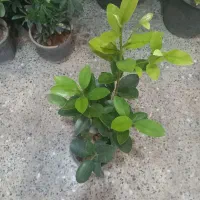 باقیمانده گلهای اپارتمانی فقط ۱۷۰|گل و گیاه طبیعی|شهرکرد, |دیوار