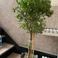 بنسای خرفه جید