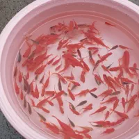 ماهی قرمز سالم