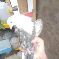 سرخ دم‌سفید جوانه کلاغ ماده