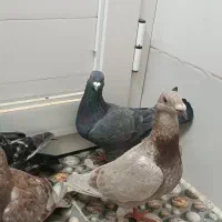 کفتر