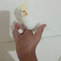 عروس هلندی ماده مست
