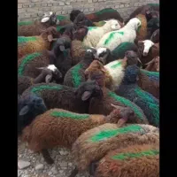 بره نر تعداد ۱۰ عدد بع بالا قزل افشار