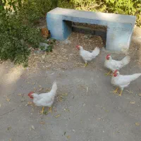 مرغ خروس|حیوانات مزرعه|تهران, چوب تراش|دیوار