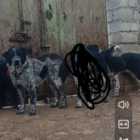 سگ گله یک سال