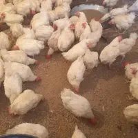 فروش مرغ تخمگذار ۲ کیلویی دونه ۱۳۰ هزار