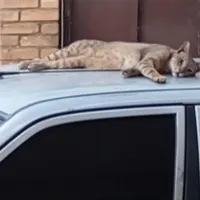 راهنمایی راجع به غذای خشک گربه