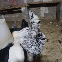 تخم مرغ زینتی