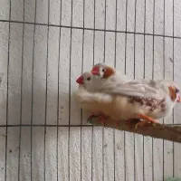 فنج کینگ سایز درشت