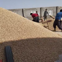 پسته|خوردنی و آشامیدنی|مه ولات, |دیوار