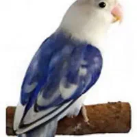 جفت کوتوله روی ۸ تا تخم