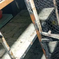 جفتی کبوتر مرغ جوجه|لوازم جانبی حیوانات|شیراز, دست خضر|دیوار