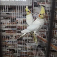 عروس هلندی لوتینو