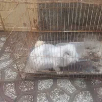 خرگوش لوپ