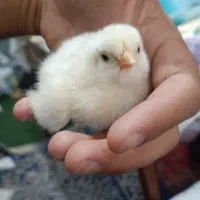 جوجه