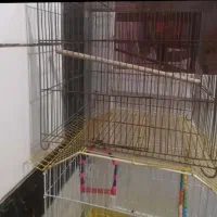 قفس پرنده
