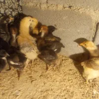 جوجه محلی