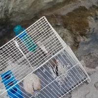 سهره|پرنده|شیروان (خراسان), |دیوار