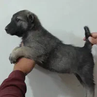 توله سگ افغان نر|سگ|شریفآباد, |دیوار