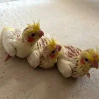 عروس هلندی  و جوجه عروس|پرنده|اراک, |دیوار