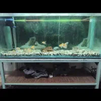 آکواریوم با همه وسایل فقط