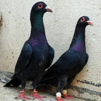 کفتر نر پرشی