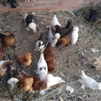 سلام تعدادی جوجه لهستانی و تعدادی مرغ گلین خانگی