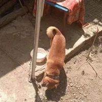 سگ گمشده