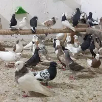 ۹۰کبوتر پرنده اندیمشک هستم