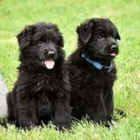 توله های موبلند کینگ سایز مشکی و دورنگ ژرمن شولاین|سگ|تهران, پردیسان|دیوار