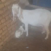 دوتا بز تازه زا دردومی