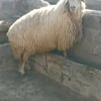 قیمت ۸۰ تومان