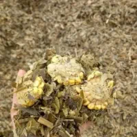 ذرت علوفه پر دان تخمیری بسته و فله ای تناژ ازاد