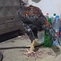 خروس لاری