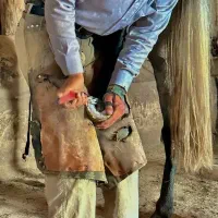 نعلبندی و قیار اسب