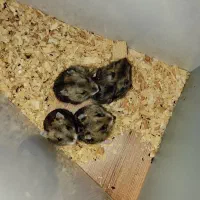 همستر|موش و خرگوش|پردیس, فاز ۸|دیوار