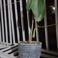 فروش گل ها|گل و گیاه طبیعی|هشتگرد, هشتگرد قدیم|دیوار