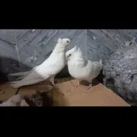 کبوتر|پرنده|بومهن, |دیوار