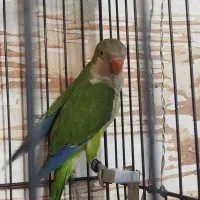 پرنده|پرنده|تهران, دولت‌آباد|دیوار