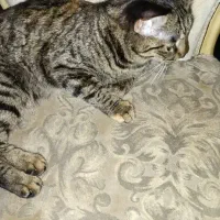 گربه ببری ماده