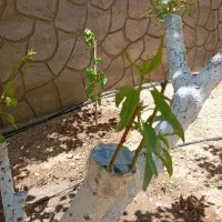 پیوند انواع درخت،هرس