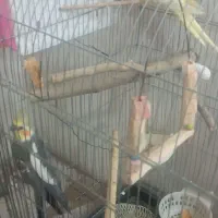 عروس هلندی جفت|پرنده|بهارستان, |دیوار